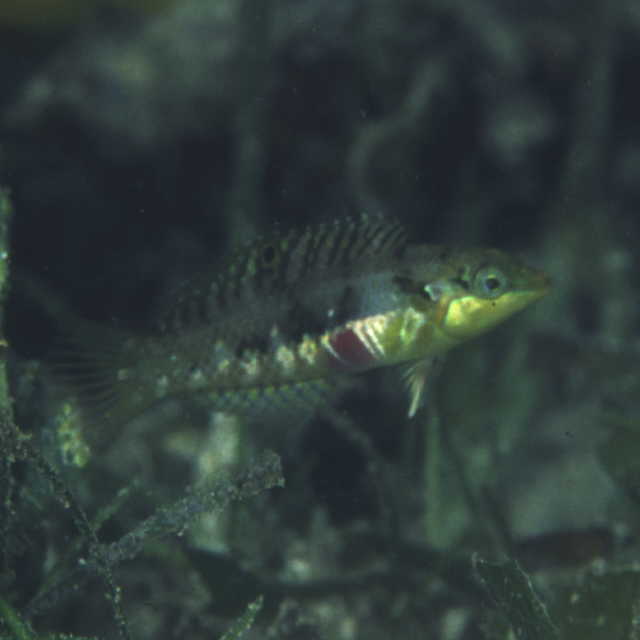 Halichoeres margaritaceus